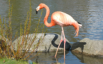 Flamingo, water, rocks, bird HD wallpaper