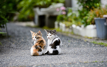 Animals, Cats HD wallpaper