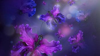 Butterfly Design, butterfly, artist, artwork, digital-art HD wallpaper