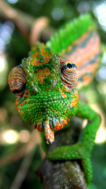 Chameleon, Green Chameleon HD phone wallpaper