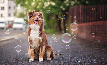 Dog, animal, summer, white, brown, bubbles, caine HD wallpaper