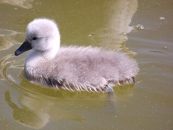 Little Fluffy Cygnet, Bird, Swan, Cygnet, Baby Bird, Swan Baby HD wallpaper
