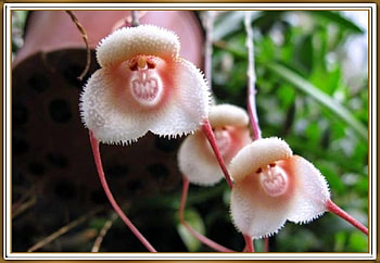 MONKEY ORCHIDS, NATURE, MONKEY, ORCHID HD wallpaper