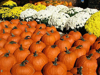 A Whole Bunch, pumpkins, flowers, orange, mums HD wallpaper