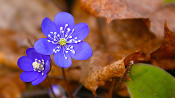 Flowers, Plant, Macro, Dry Leaves HD wallpaper