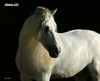 Silver Andalusian in the Darkness, andalusian horse, horses, spanish horse, darkness, animals, black and white, iberian horse, carthusian horse HD wallpaper