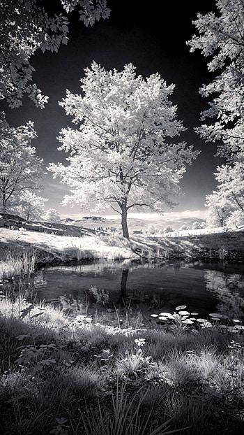 Silver Mirror — , tree, pond HD phone wallpaper