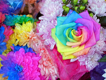 rainbow rose, delecate, colorful, plants, soft, nice, rose, pretty, petals, blossoms, bud, nature, flowers, elegance, blooms HD wallpaper