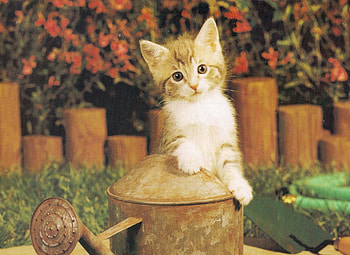 Hey, I am stuck, kitten, flower, watercan, red, logs HD wallpaper