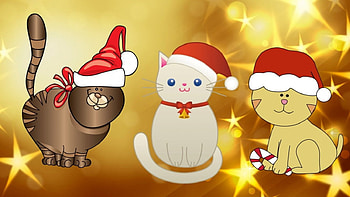 Holiday Cats, animals, christmas, cats, meow, cute HD wallpaper