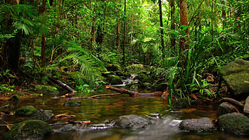 Lush foliage, Tropical paradise, Exotic wildlife, Serene waterfalls HD wallpaper