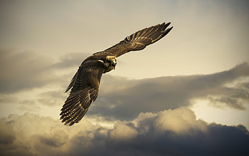 Angry Hawk , hawk, birds, eagle HD wallpaper