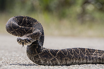 Rattlesnake handler, Fatal bite, Tragic event, South Texas's report HD wallpaper