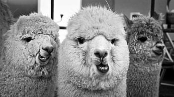 Best alpaca background, High resolution, , Id127004 HD wallpaper