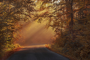 Orange Leaf Trees Road Way , road, nature, trees HD wallpaper