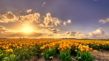 Sunset, nature, tulip farm HD wallpaper