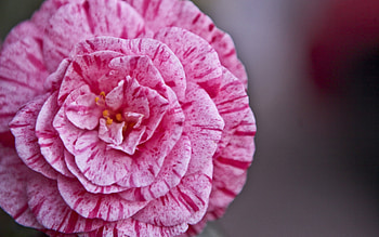 Flower, Macro, Petals, Lines, Stripes, Streaks HD wallpaper
