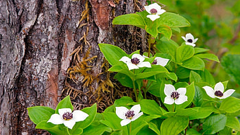 Canadian dogwood, tenderness, beautiful, beauty, branch, delicate, petals, bright colors, nature, flowers, blooms, lovely HD wallpaper