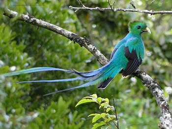 QUETZAL, Wings, Leaves, Feathers, Branches HD wallpaper