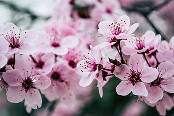 Vibrant close-up of pink cherry blossoms capturing spring's essence. HD wallpaper