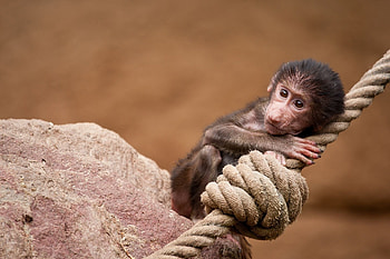 Animals, Monkey, Marmoset, Rope HD wallpaper