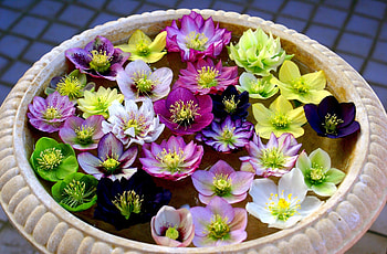 :-), blue, colorful, pink, helleborus, yellow, flower, green HD wallpaper