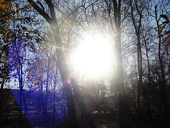 Sun Light, trees, sky, nature, forest HD wallpaper