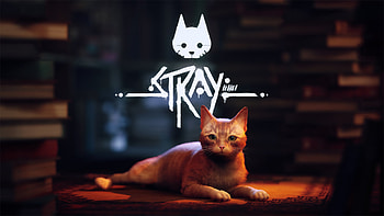 Stray Cat Stray HD wallpaper