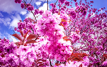 SAKURA CHERRY BLOOMING, cherry blosssoms, nature, flowers, petals HD wallpaper
