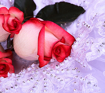 Blushing Roses for charismatic, white, buds, roses, beads, red, blushing, cloth HD wallpaper