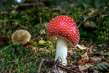 Amanita, Nature, Beautiful , Mushroom beauty HD wallpaper