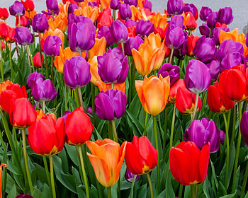 Tulips flowers, multicolored, bloom HD wallpaper
