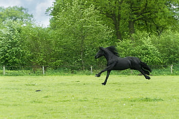 A powerful black horse runs ly in a lush green countryside field, surrounded by vibrant trees and natural beauty. HD wallpaper