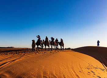 A group of travelers on camels crossing the sandy dunes of the Sahara Desert under a clear blue sky. HD wallpaper