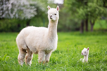 Mother and baby, Alpacas HD wallpaper