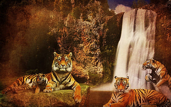 Animals, Cats, Water, Background, Mountains, Tigers, Predators, Rocks, Waterfall HD wallpaper