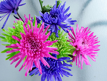Colourful Flowers, Summer, graphy, Flowers, Nature, Colourful HD wallpaper