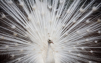 Animals, Color, Peacock, Tail HD wallpaper