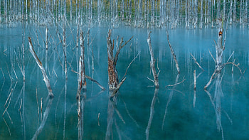 Nature, Trees, Swamp, Lake HD wallpaper