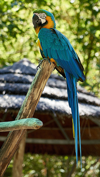 Parrot, Bird HD phone wallpaper