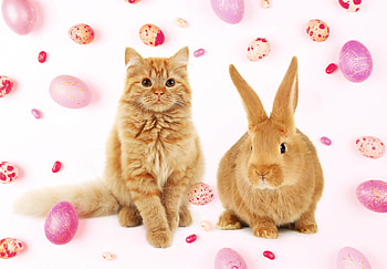 Happy Easter!, ginger, egg, animal, white, cat, orange, bunny, pisici, iepuras, card, easter, pet, rabbit HD wallpaper