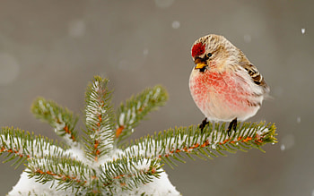 Snow, Animal, Redpoll, Bird, Common Redpoll, Birds HD wallpaper