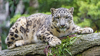 Snow leopard , Wild cat predator, Stare animals HD wallpaper