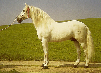White Andalusian, spain, andalusian, horses, spanish horse, animals HD wallpaper