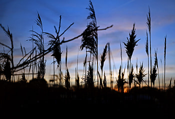 Plants, Dark, Cane, Reed HD wallpaper