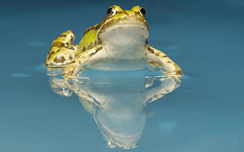Animals, Water, Stains, Spots, Toad HD wallpaper