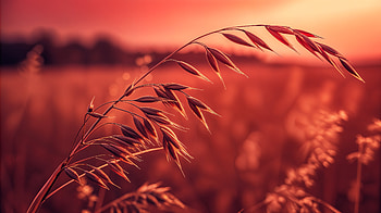 Serene Oat Field - Ultra, oat, grass, nature, field HD wallpaper