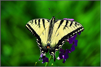 Swallowtail, white, black, butterfly, yellow, green HD wallpaper