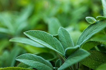 Sage herb, Sage plant , Motosha stock, stock HD wallpaper