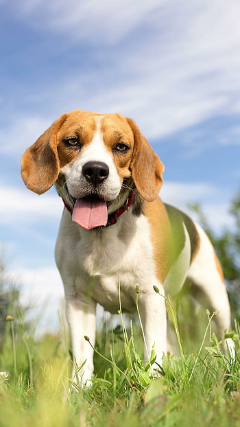 Beagle, Beagle , Christopher sellers HD phone wallpaper